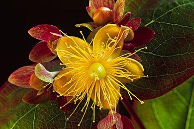 刀锋舞者！《无主之地4》铁骨战士拉法实机宣传片公开！